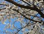 SAKURA.jpg