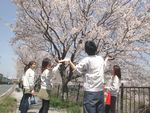 1304hanami.jpgのサムネール画像