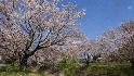 sakura04.JPG