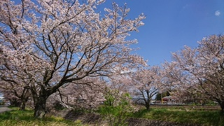 sakura04.JPG