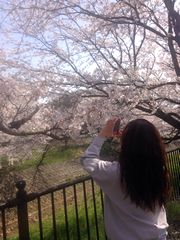 sakura2014.jpg